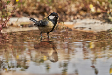 carbonero común en el estanque (Parus major)	
