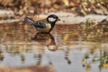 carbonero común en el estanque (Parus major)	

