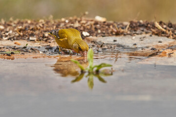 verderón europeo o verderón común (Chloris chloris)​ en el estanque del bosque 