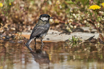 carbonero común en el estanque (Parus major)	
