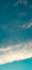 bird flying in the blue sky which also looks like the sea, the wave