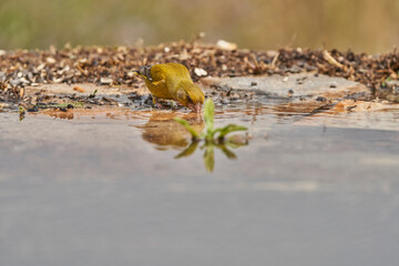 verderón europeo o verderón común (Chloris chloris)​ en el estanque del bosque 