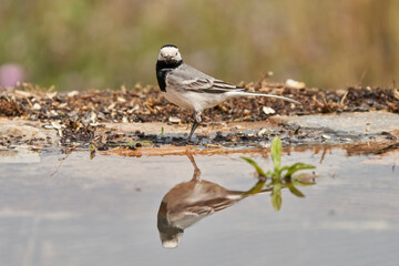 lavandera blanca​ o aguzanieves (Motacilla alba). Marbella Andalucía España	