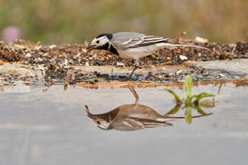 lavandera blanca​ o aguzanieves (Motacilla alba). Marbella Andalucía España
