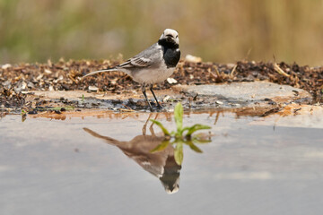 lavandera blanca​ o aguzanieves (Motacilla alba). Marbella Andalucía España	