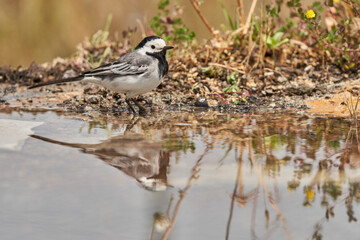 lavandera blanca​ o aguzanieves (Motacilla alba). Marbella Andalucía España	