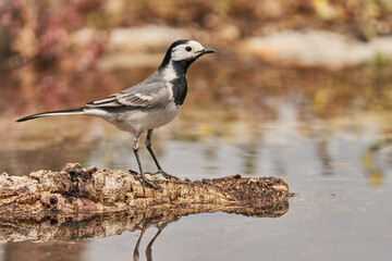 lavandera blanca​ o aguzanieves (Motacilla alba). Marbella Andalucía España	