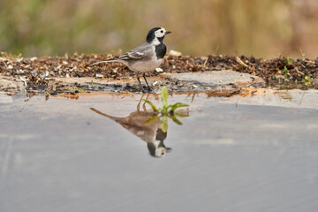 lavandera blanca​ o aguzanieves (Motacilla alba). Marbella Andalucía España	