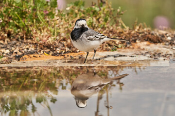 lavandera blanca​ o aguzanieves (Motacilla alba). Marbella Andalucía España	