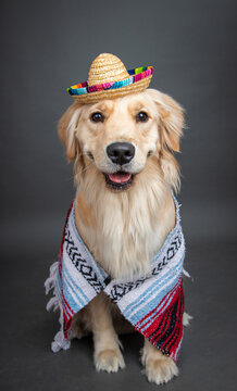 Golden Retriever wearing a woven Mexican blanket (serape) and sombrero