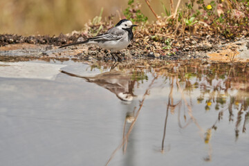 lavandera blanca​ o aguzanieves (Motacilla alba). Marbella Andalucía España	