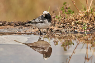 lavandera blanca​ o aguzanieves (Motacilla alba). Marbella Andalucía España	