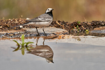 lavandera blanca​ o aguzanieves (Motacilla alba). Marbella Andalucía España	