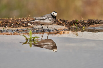 lavandera blanca​ o aguzanieves (Motacilla alba). Marbella Andalucía España	