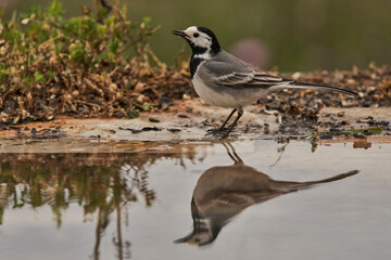 lavandera blanca​ o aguzanieves (Motacilla alba). Marbella Andalucía España	
