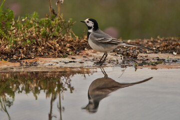 lavandera blanca​ o aguzanieves (Motacilla alba). Marbella Andalucía España	