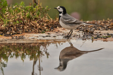 lavandera blanca​ o aguzanieves (Motacilla alba). Marbella Andalucía España	