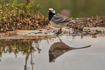 lavandera blanca​ o aguzanieves (Motacilla alba). Marbella Andalucía España	