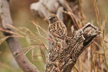 gorrión (passer domesticus)