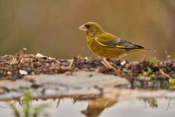 verderón europeo o verderón común (Chloris chloris)​ en el estanque del bosque 