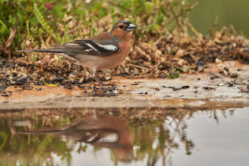 pinzón vulgar (Fringilla coelebs)