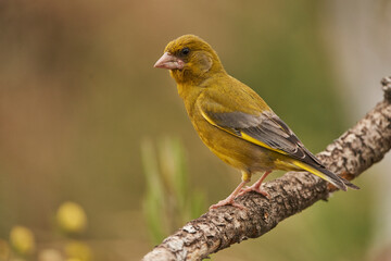 verderón europeo o verderón común (Chloris chloris)​ en el estanque del bosque 