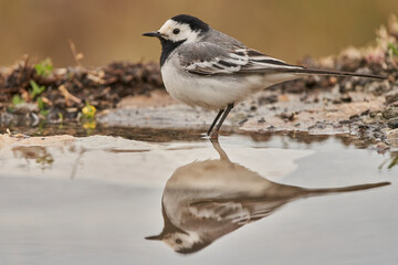 lavandera blanca​ o aguzanieves (Motacilla alba). Marbella Andalucía España	