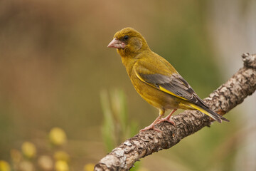 verderón europeo o verderón común (Chloris chloris)​ en el estanque del bosque 