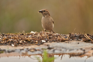 gorrion (passer domesticus)