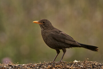mirlo común o, más comúnmente, mirlo (Turdus merula) en el estanque del parque	