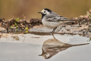 lavandera blanca​ o aguzanieves (Motacilla alba). Marbella Andalucía España	