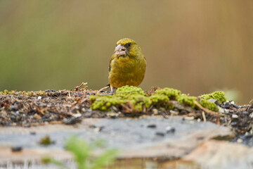 verderón europeo o verderón común (Chloris chloris)​ en el estanque del bosque 