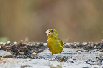 verderón europeo o verderón común (Chloris chloris)​ en el estanque del bosque 