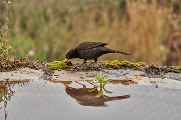 mirlo común o, más comúnmente, mirlo (Turdus merula) en el estanque del parque	