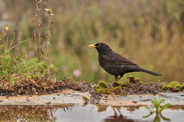 mirlo común o, más comúnmente, mirlo (Turdus merula) en el estanque del parque	