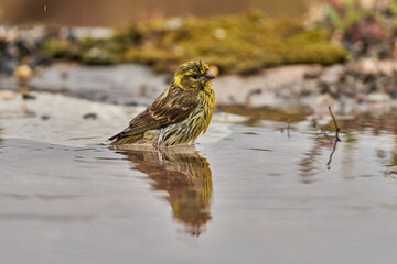 Jilguero lúgano en el estanque del bosque (Carduelis spinus) Guaro Málaga Andalucía España