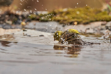 Jilguero lúgano en el estanque del bosque (Carduelis spinus) Guaro Málaga Andalucía España