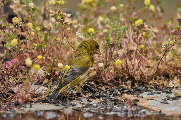 verderón europeo o verderón común (Chloris chloris)​ en el estanque del bosque 