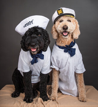 Two labradoodles sitting side by side wearing Sailor Costumes