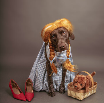 Liver Roan German Shorthaired Pointer dressed in a Dorothy costume from wizard of Oz