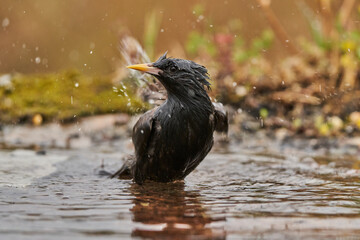 estornino negro​ (Sturnus unicolor) bañandose en el estanque