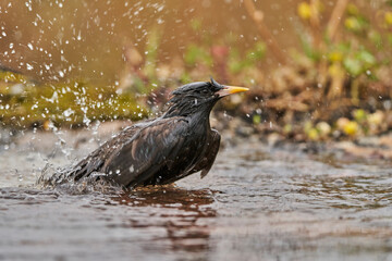 estornino negro​ (Sturnus unicolor) bañandose en el estanque