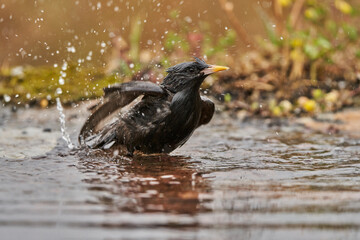 estornino negro​ (Sturnus unicolor) bañandose en el estanque