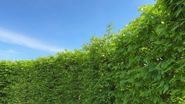 Green leaves hornbeam trees in the park against blue sky.