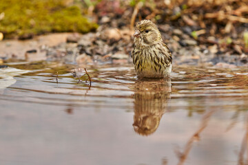 Jilguero lúgano en el estanque del bosque (Carduelis spinus) Guaro Málaga Andalucía España