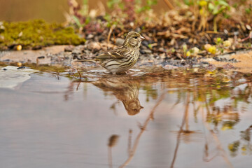 Jilguero lúgano en el estanque del bosque (Carduelis spinus) Guaro Málaga Andalucía España