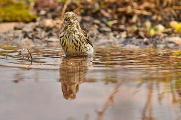 Jilguero lúgano en el estanque del bosque (Carduelis spinus) Guaro Málaga Andalucía España