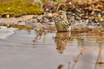 Jilguero lúgano en el estanque del bosque (Carduelis spinus) Guaro Málaga Andalucía España