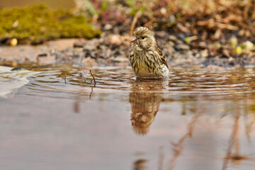 Jilguero lúgano en el estanque del bosque (Carduelis spinus) Guaro Málaga Andalucía España