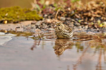 Jilguero lúgano en el estanque del bosque (Carduelis spinus) Guaro Málaga Andalucía España